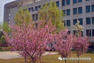 大美襄陽汽車職業技術學院邀您共賞最美人間四月花