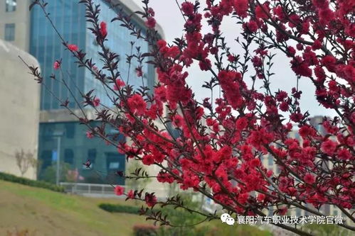 大美襄陽汽車職業(yè)技術(shù)學(xué)院 邀您共賞最美人間四月花