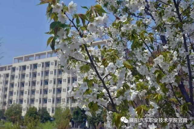 大美襄陽汽車職業(yè)技術學院--邀您共賞最美人間四月花